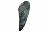 Partial Fossil Megalodon Tooth - Serrated Edge #277418-1